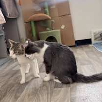 Thumbnail photo of Bubba Duke #3