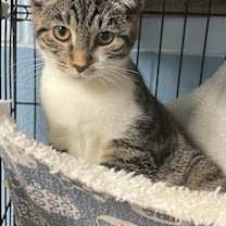 Thumbnail photo of Chirp #3