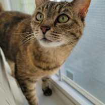 Thumbnail photo of Piper #1