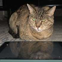 Thumbnail photo of Piper #2