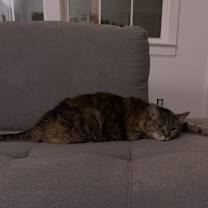 Thumbnail photo of Piper #3