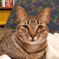 Thumbnail photo of Sapphire #1