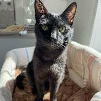 Thumbnail photo of BlackJack #1