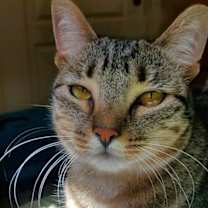 Thumbnail photo of Sapphire #4