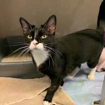 Thumbnail photo of Zelda #2