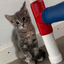 adopt-pet