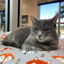 Thumbnail photo of WILLOW #1