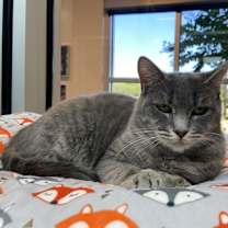 Thumbnail photo of WILLOW #2