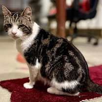 Thumbnail photo of Aegon #1