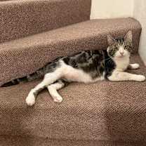 Thumbnail photo of Aegon #4