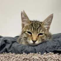 Thumbnail photo of Peeves #2