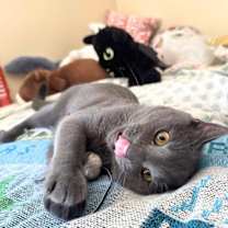 Thumbnail photo of Rocket Man #3