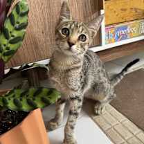 Thumbnail photo of Peeves #3