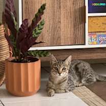 Thumbnail photo of Peeves #4