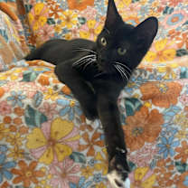 Thumbnail photo of Teddy #4