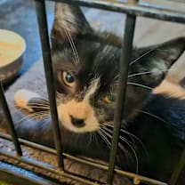 Thumbnail photo of Chex (bonded with Nightshade) #2