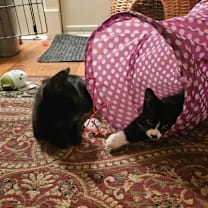 Thumbnail photo of Chex (bonded with Nightshade) #4