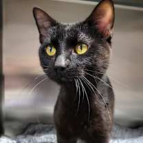 Thumbnail photo of Slinky #2