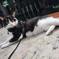 Thumbnail photo of Monji #2