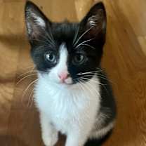 adopt-pet
