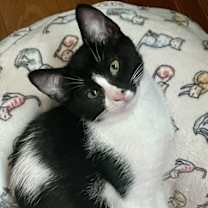 Thumbnail photo of Daisy #3