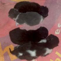 Thumbnail photo of Daisy #4