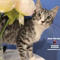 Thumbnail photo of JACK VAN HELSING #1