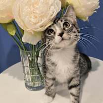 Thumbnail photo of JACK VAN HELSING #2