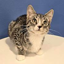 Thumbnail photo of JACK VAN HELSING #3