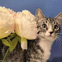 Thumbnail photo of JACK VAN HELSING #4