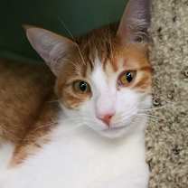 Thumbnail photo of Magpie #2