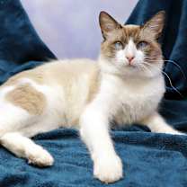 Thumbnail photo of Alexander #2