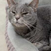 Thumbnail photo of Belladonna #2