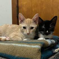 Thumbnail photo of Roy #4