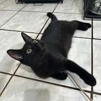 Thumbnail photo of Noche #3