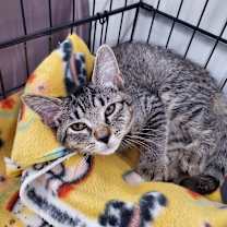 Thumbnail photo of Corn Dog #2