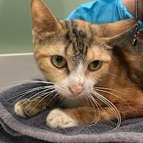 adopt-pet