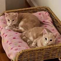 Thumbnail photo of Rockefeller #2