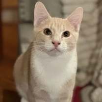 Thumbnail photo of Rockefeller #4