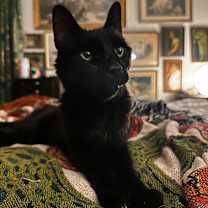 Thumbnail photo of Shadow  #1