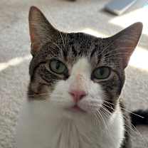 adopt-pet