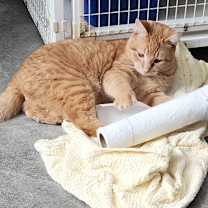 Thumbnail photo of Sir #1