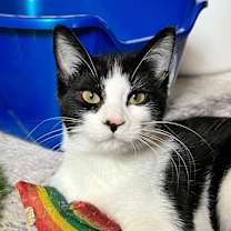 Thumbnail photo of Pumpernickel #1