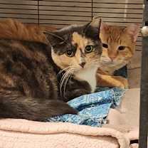 Thumbnail photo of Daffodil #2