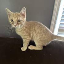 adopt-pet