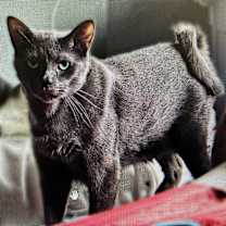 Thumbnail photo of Curly Gray #1