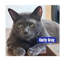 Thumbnail photo of Curly Gray #2