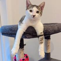 Thumbnail photo of Fiddle #2