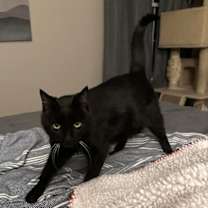 Thumbnail photo of Inky #1