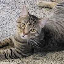 Thumbnail photo of Batman #2